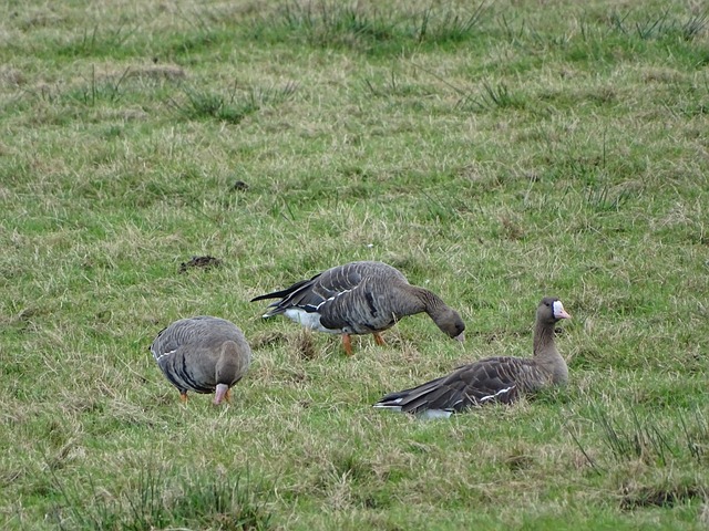 比赛节奏 比赛节奏